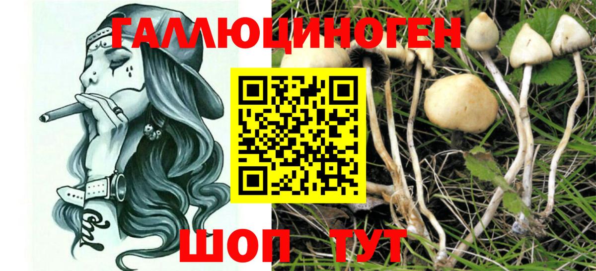 Псилоцибиновые грибы Cubensis Златоуст